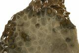 Free-Standing, Petoskey Stone (Fossil Coral) Section - Michigan #322963-1